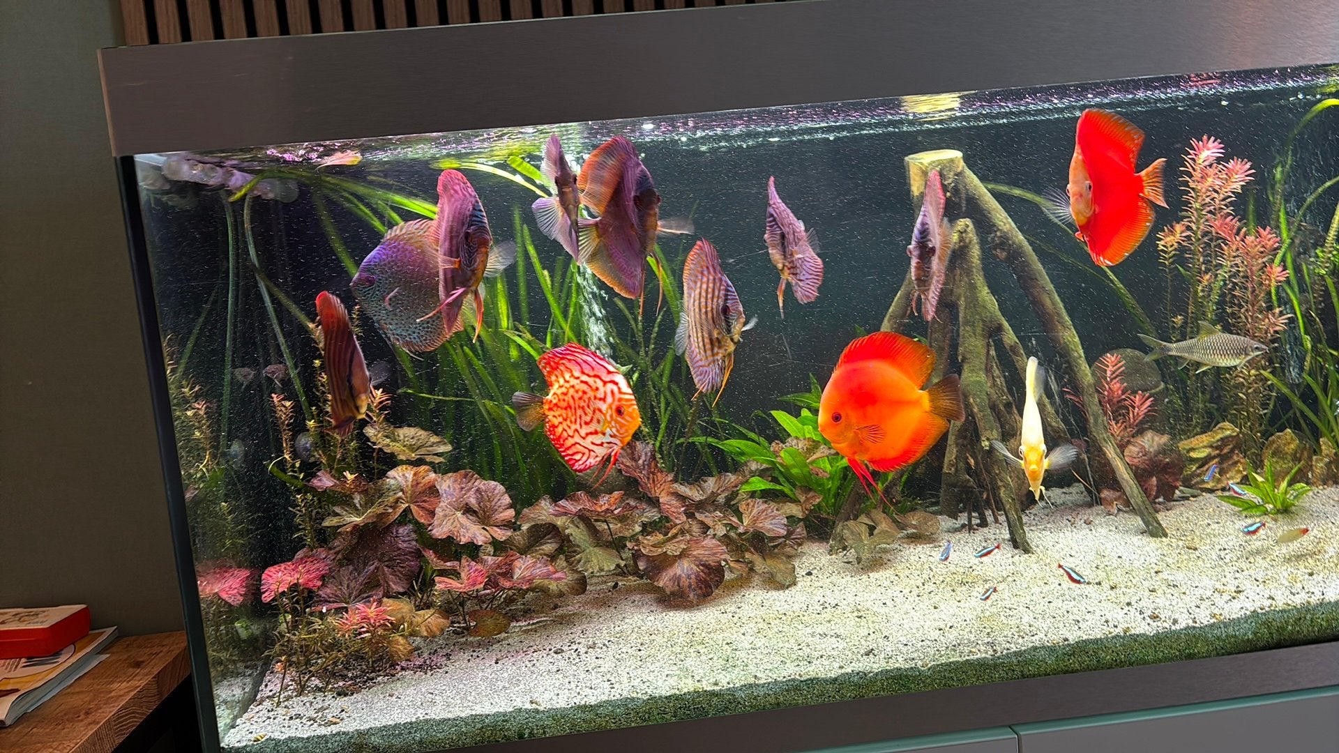 Discus vissen. Te koop, Dieren en Toebehoren, Ophalen, Zo goed als nieuw