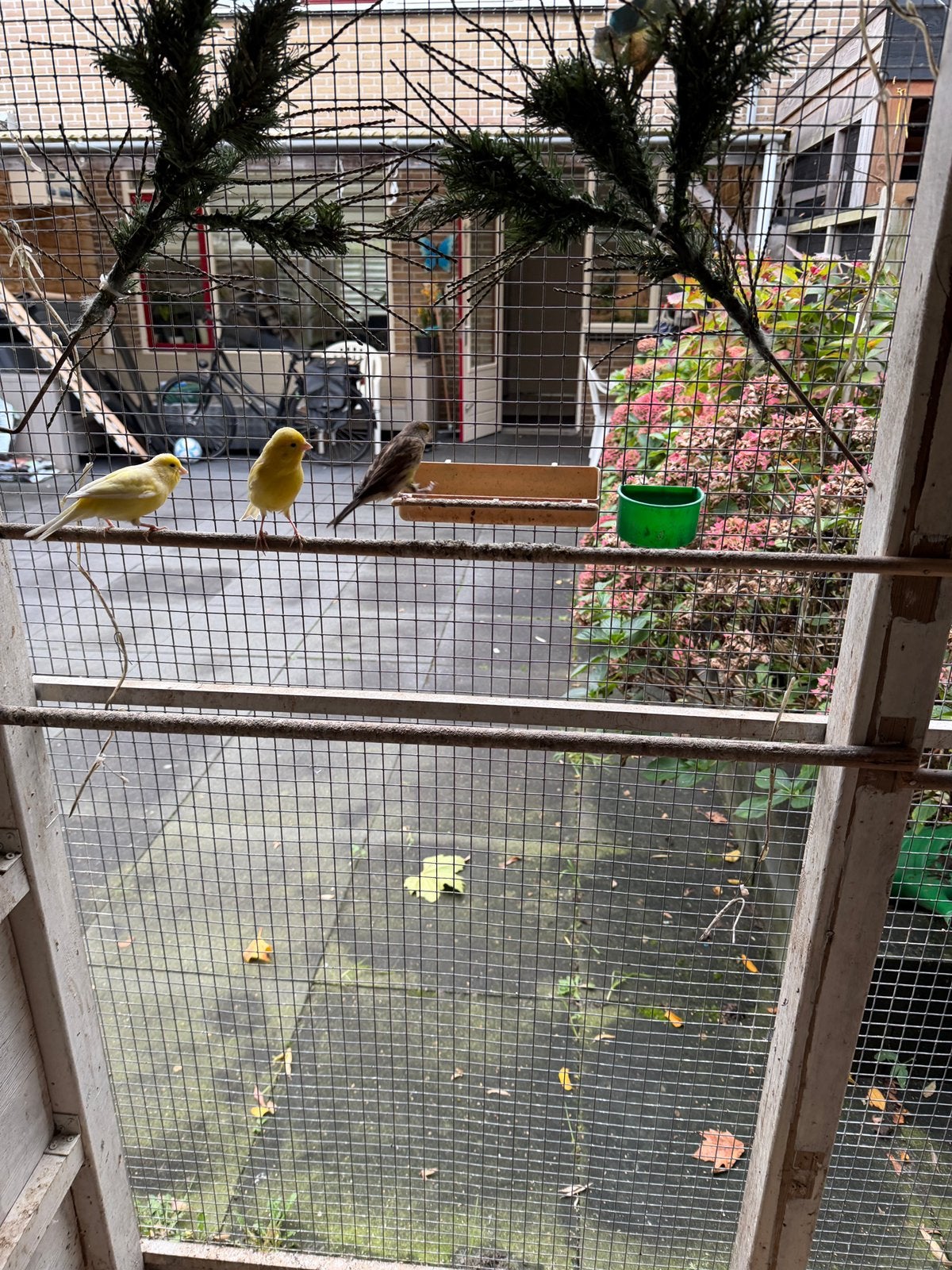 Zangvogels te koop waterslager+timbrado, Meerdere dieren, Kleurkanarie