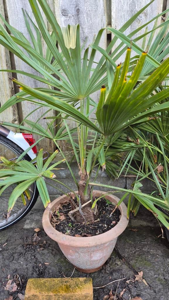 Chamaerops Humilis & Trachycarpus Fortunei Palmen, Overige soorten, Volle zon, Vaste plant, Ophalen of Verzenden