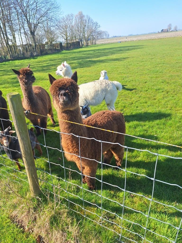 Mooie bruine alpaca hengst, Dieren en Toebehoren, Mei, Mannelijk