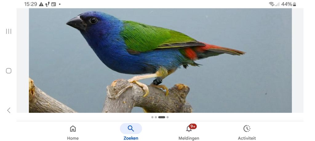 Te koop Forbes papegaai amedines, Meerdere dieren, Parkiet