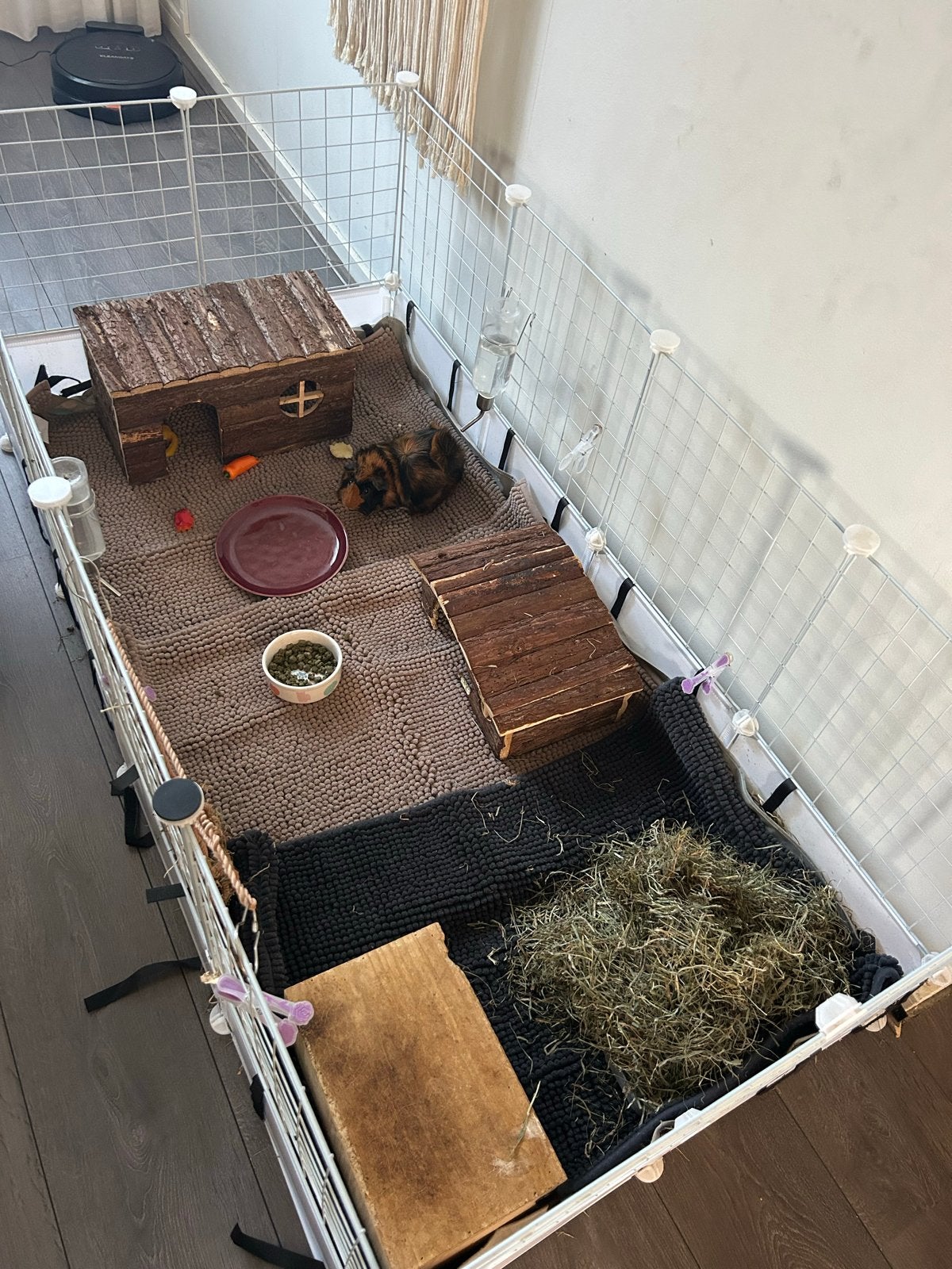 3 lieve cavias te koop, Dieren en Toebehoren, Cavia, Mannelijk, November, Tam