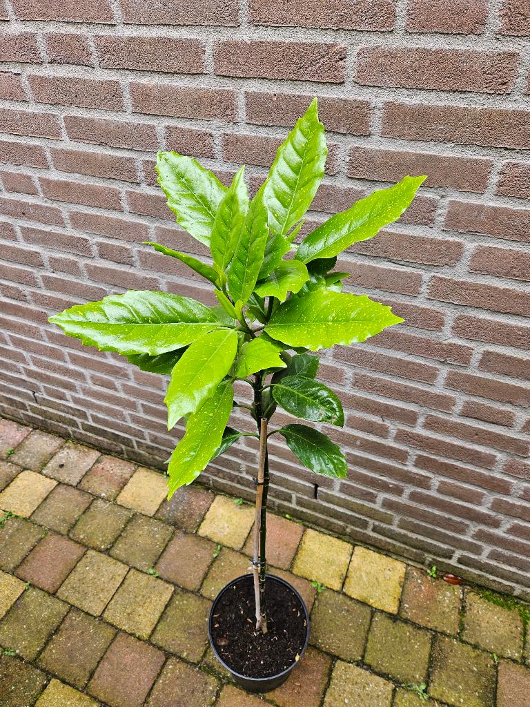 Aucuba japonica op stam, Tuin en Terras, Planten | Tuinplanten, Ophalen, Overige soorten, Halfschaduw