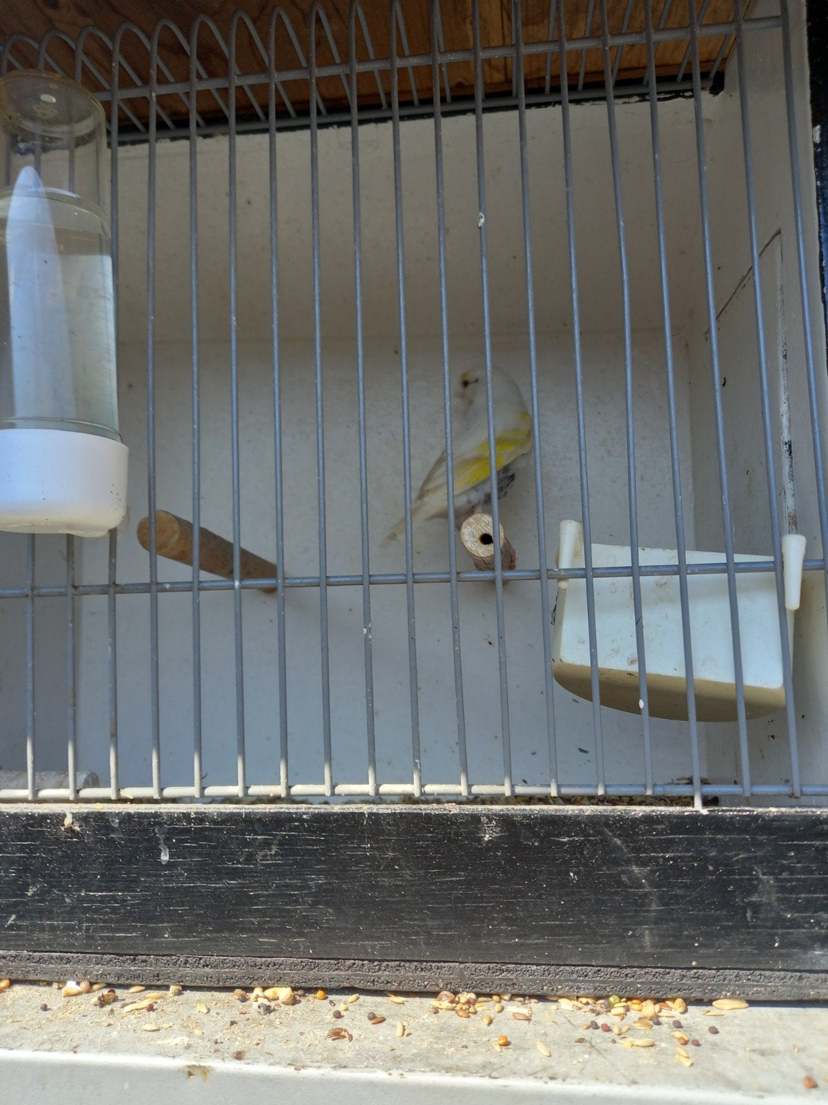 Bastaard eumo putter, Dieren en Toebehoren, Vogels | Overige Vogels, Mannelijk, Wildzangvogel