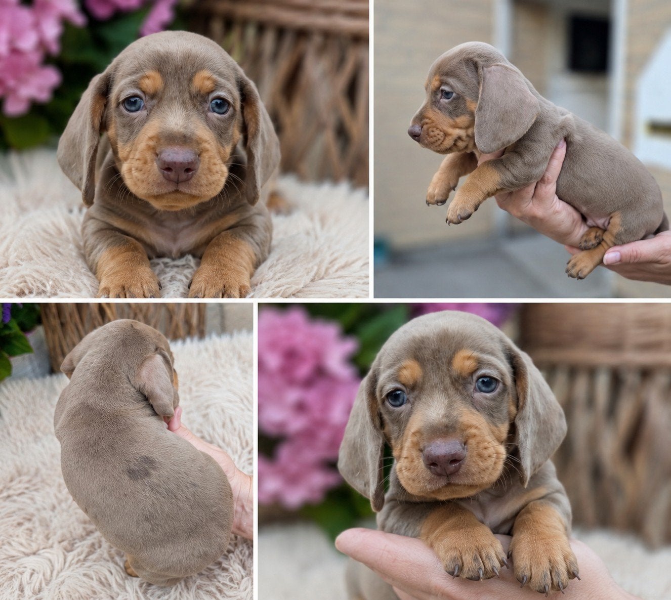 Dwergteckel pups lilac/Isabella bleu tan black Merle tan, Dieren en Toebehoren, Parvo, 8 tot 15 weken, Korthaar, Dwerg