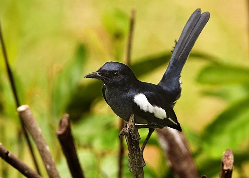 Dayal lijster, Mannelijk, Tropenvogel