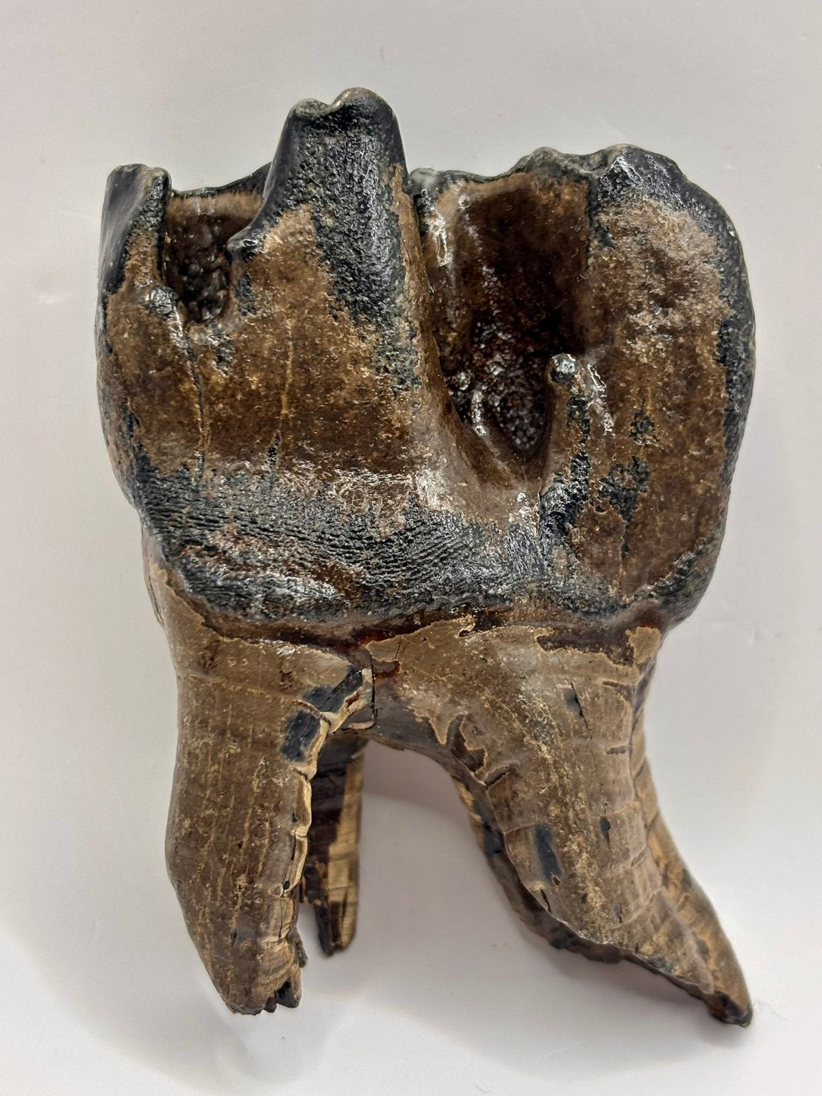 Wolharige neushoorn kies Amur-regio, Ophalen of Verzenden, Fossiel