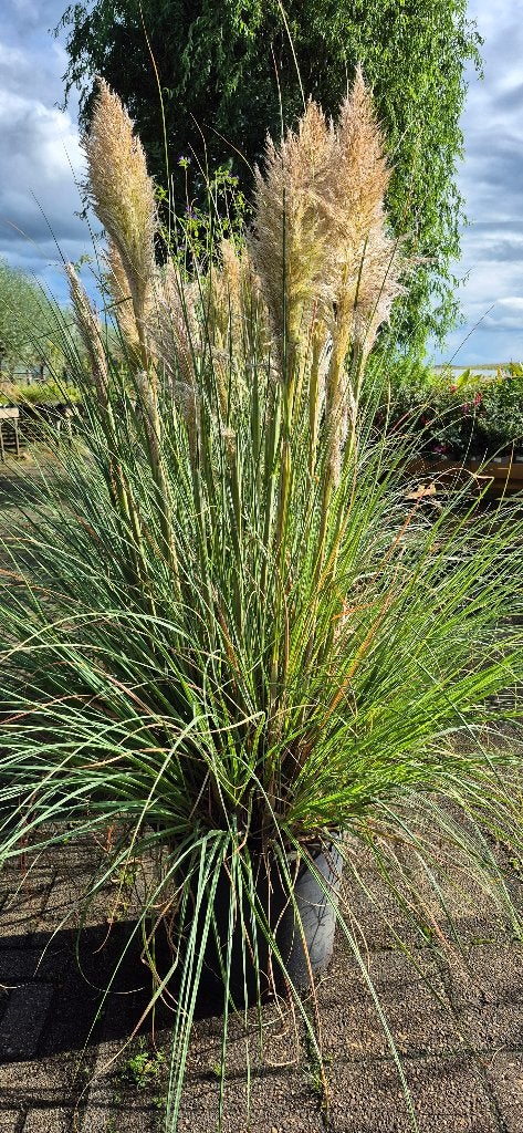 Pampasgras- Cortaderia 'Evita', Ophalen, Volle zon, Vaste plant, Siergrassen