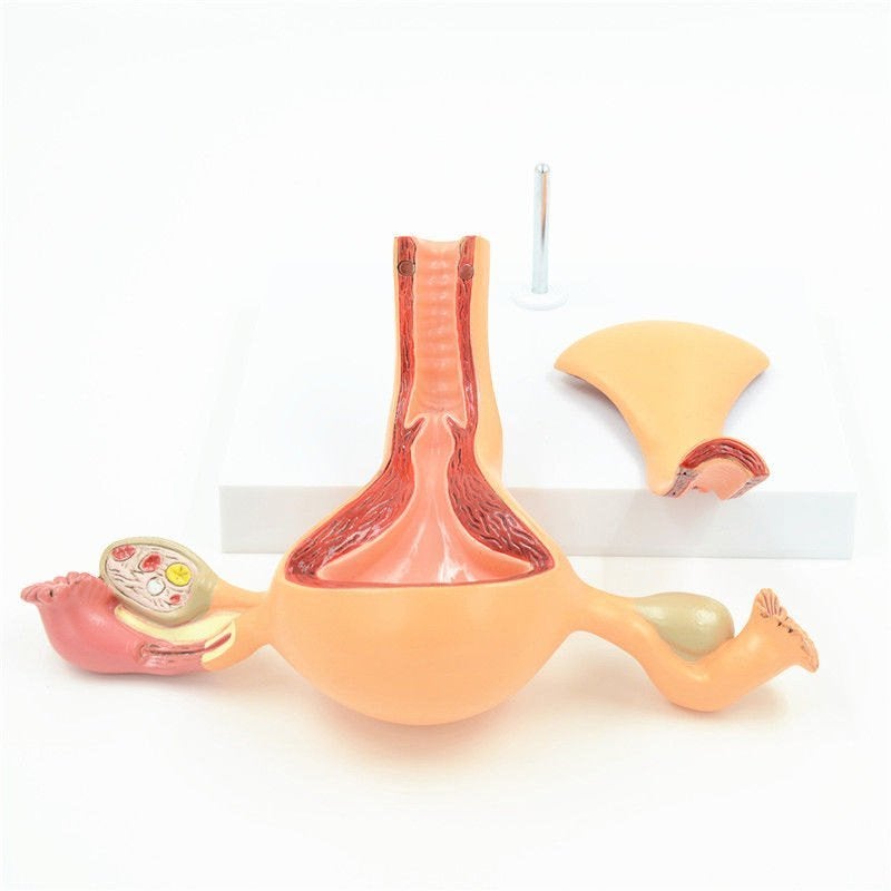 Baarmoeder Menselijk Anatomie Model / Medisch School Arts, Diversen, Schoolbenodigdheden, Nieuw, Verzenden