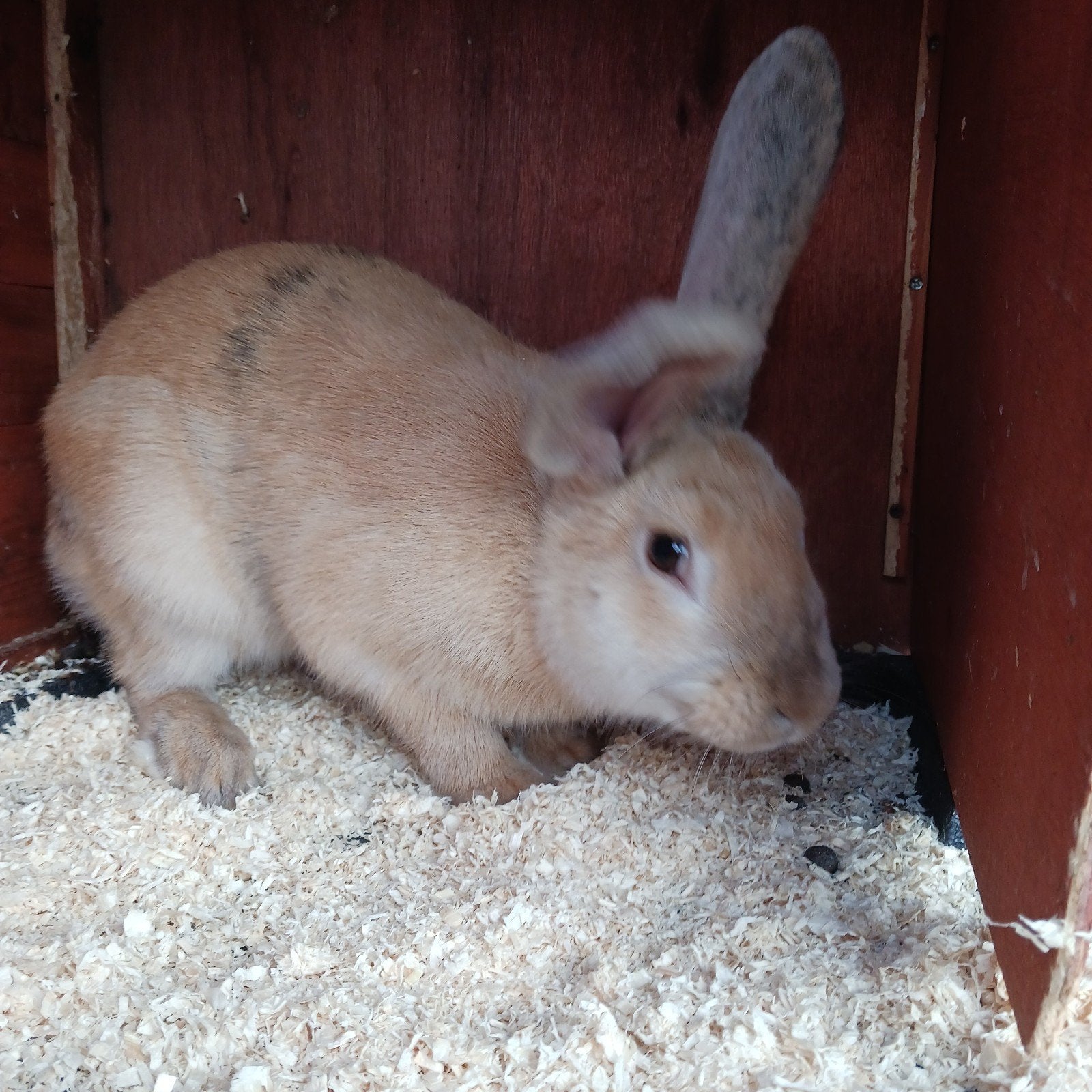 Twee mooie konijnen gratis afhalen, Vrouwelijk, Middelgroot, 0 tot 2 jaar