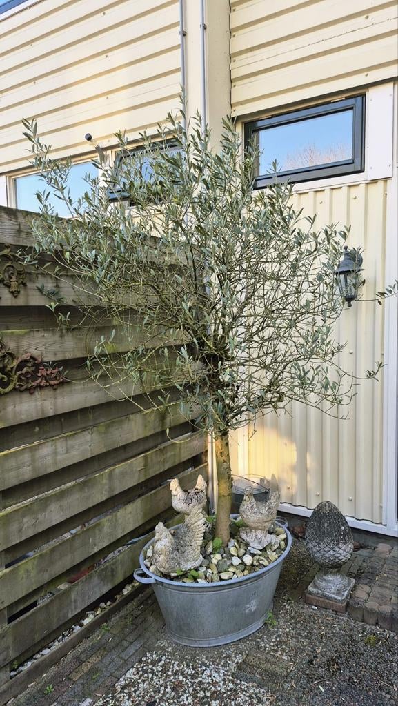 Olijfboom te koop, Bloeit niet, 100 tot 250 cm, Olijfboom, Ophalen