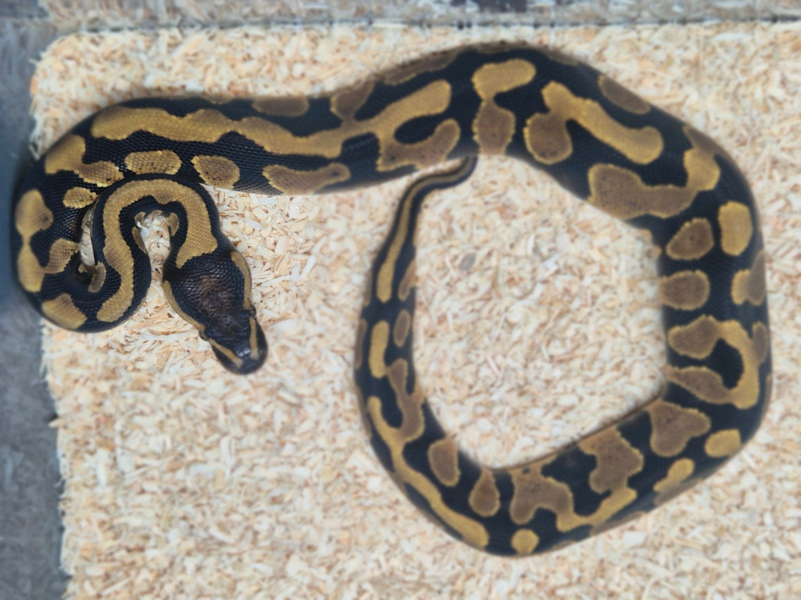 python regius / ballpython nakweek 2026 Ball Python - male for sale from chris