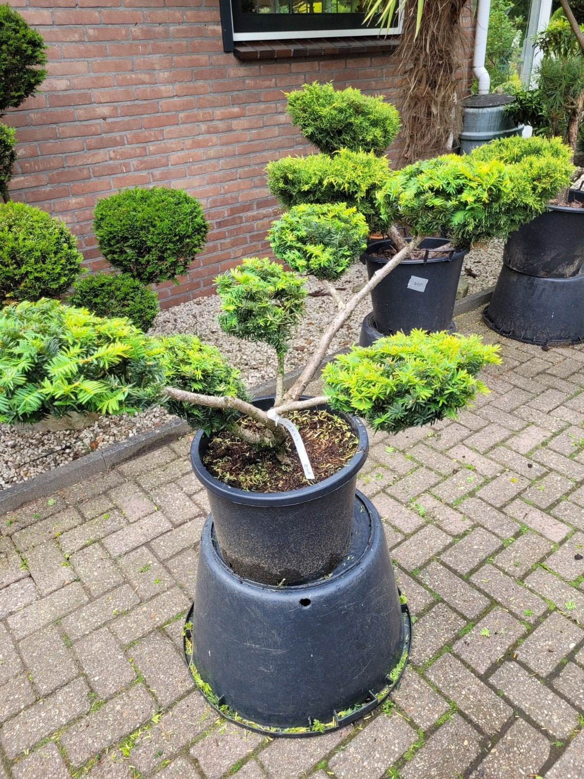 Taxus vormsnoei schalen gesnoeid, Ophalen
