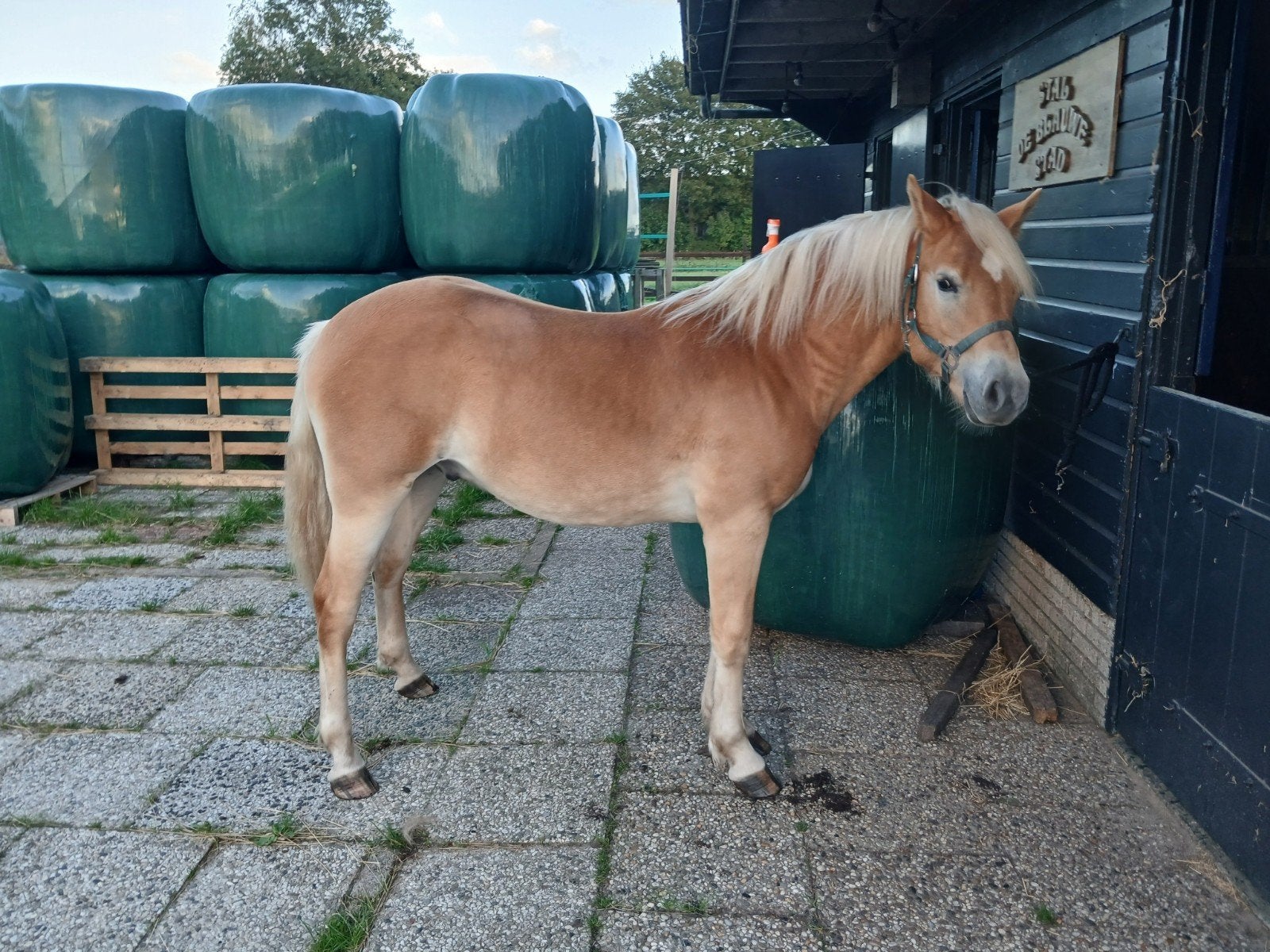 nieuwe advertenties  . lieve haflinger hengst te koop, Dieren en Toebehoren, Hengst, D pony (1.37m tot 1.48m), 0 tot 2 jaar
