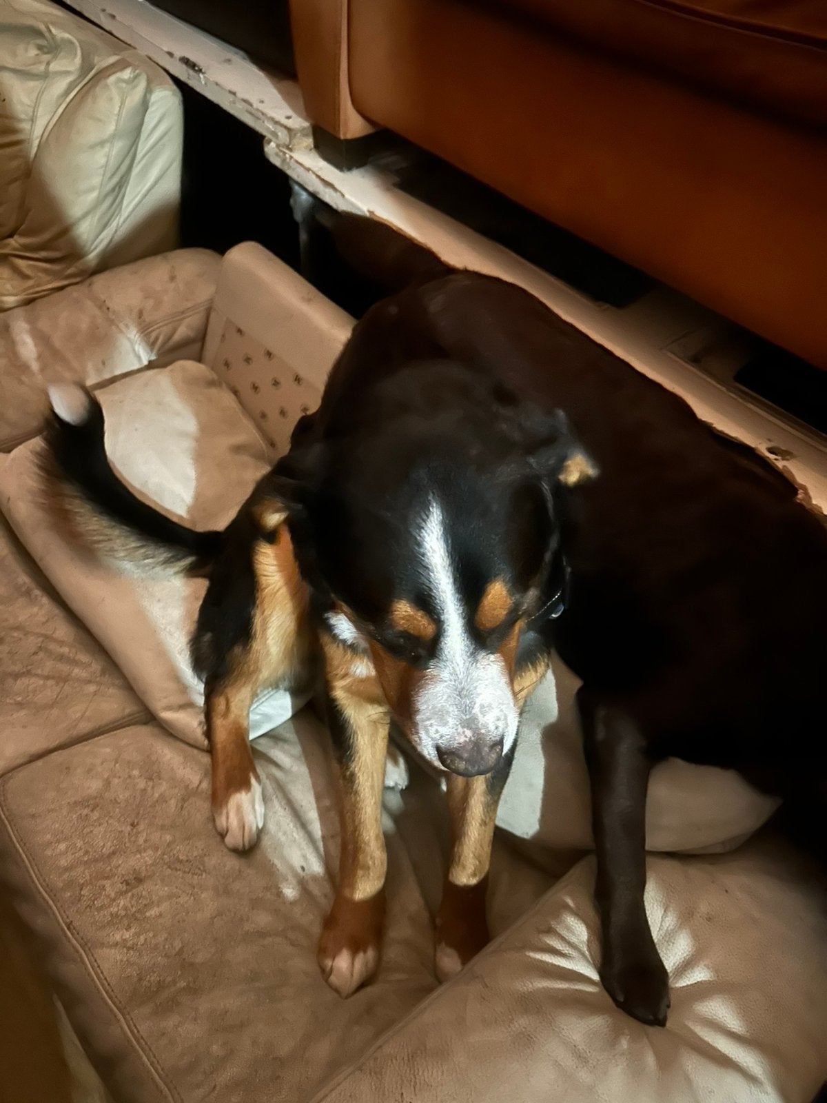 Hondje ophalen, Verzamelen, Dierenverzamelingen, Ophalen of Verzenden, Gebruikt, Hond of Kat, Beeldje of Figuurtje