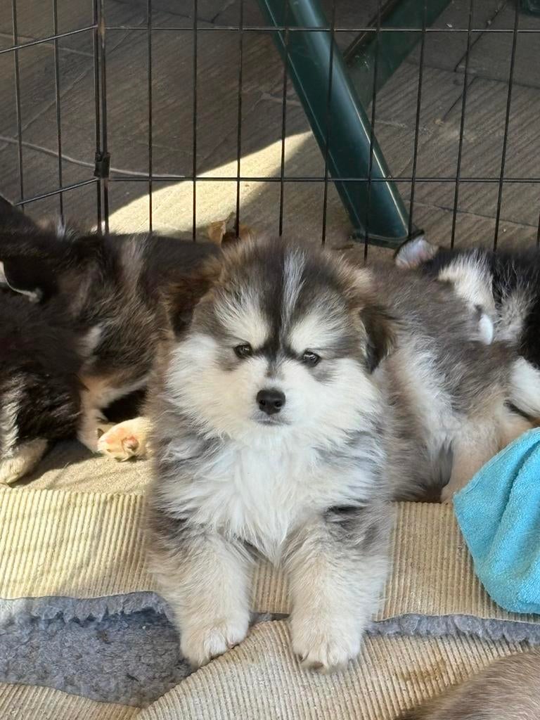Prachtige Pomsky pups!!!, Dieren en Toebehoren, Overige rassen, 8 tot 15 weken, Parvo, Meerdere