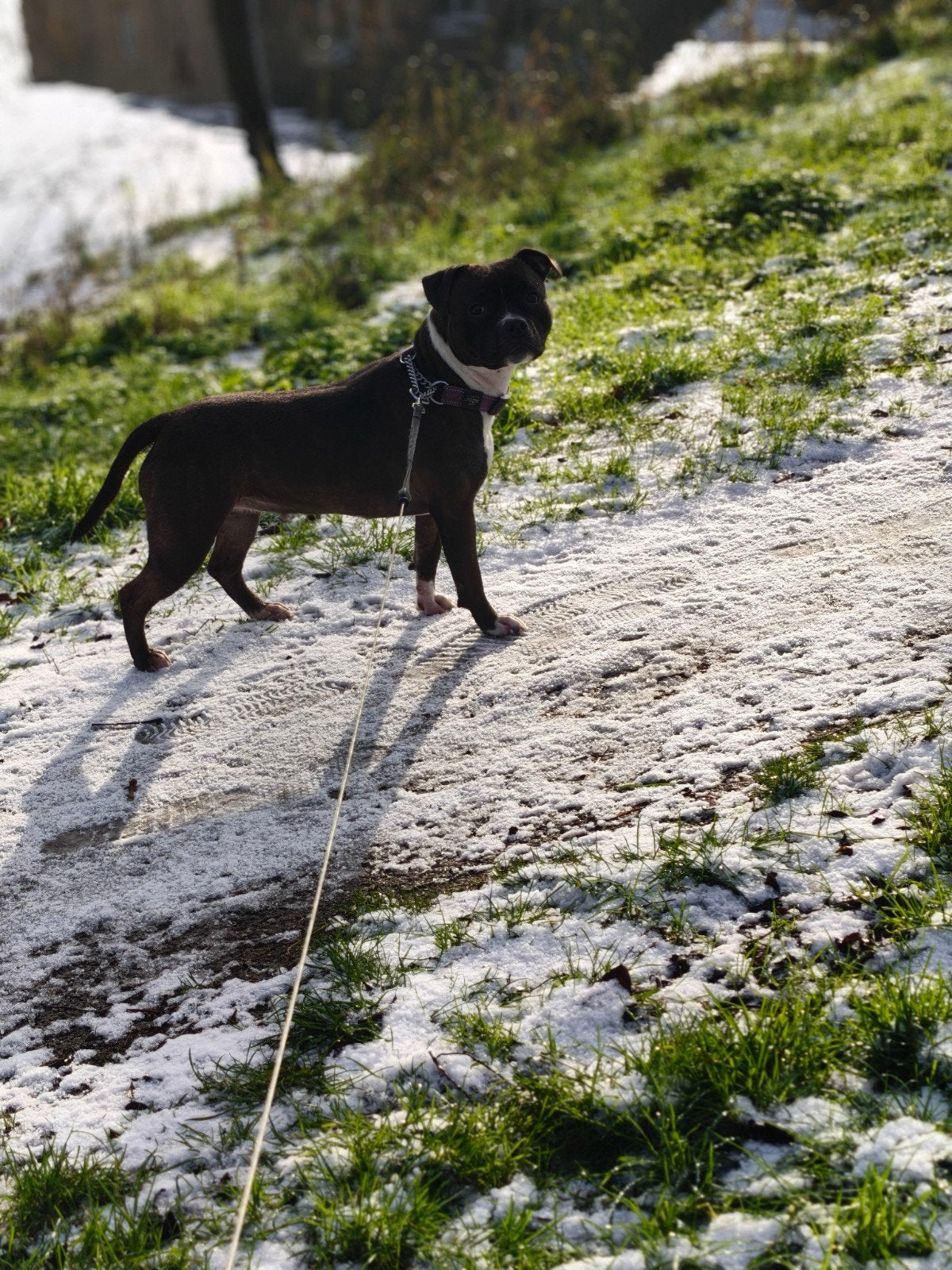 lief Stafford teefje, Overige rassen, 1 tot 2 jaar, Teef, Eén hond