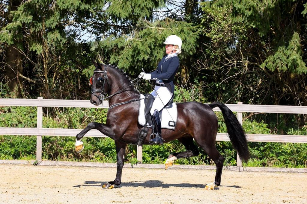 Super talentvol menpaard/tuigpaard, Merrie, Dressuurpaard