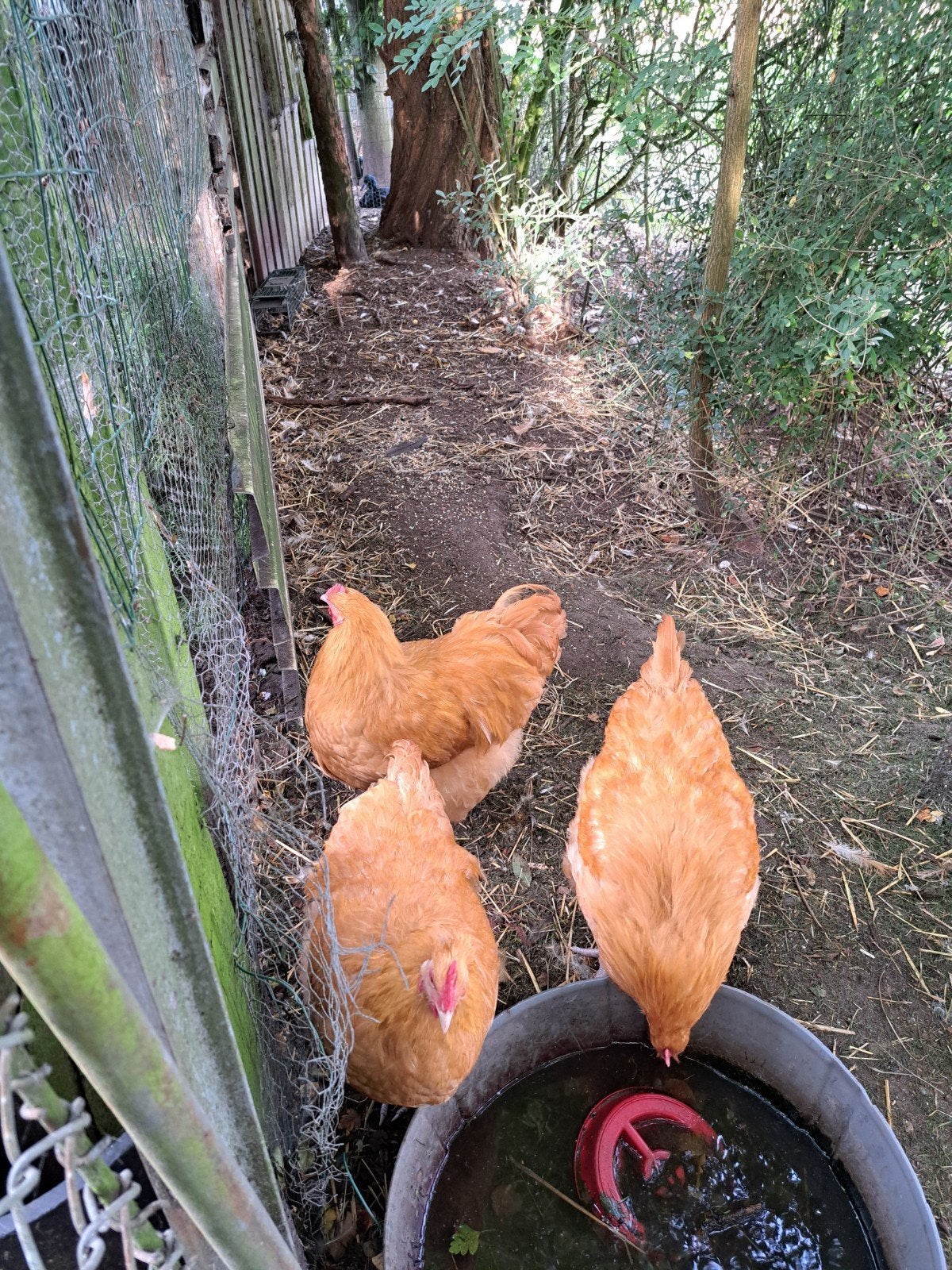 orpington buff groot hanen, Dieren en Toebehoren, Mannelijk, Kip