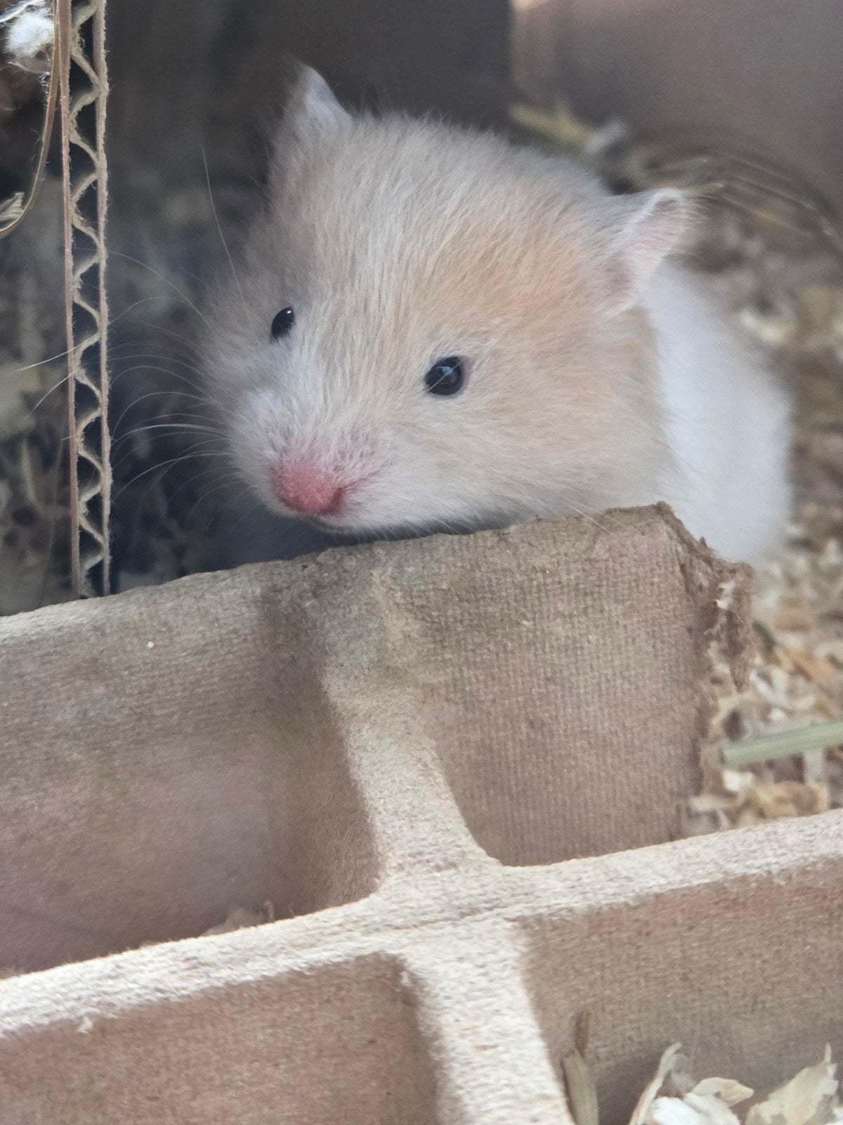 gσυнαмѕтєяѕ, Hamster, Mei, Meerdere dieren, Tam