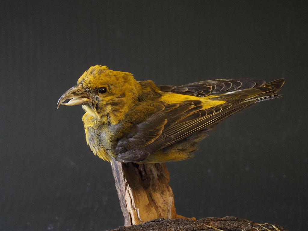 Opgezette Kruisbek, Ophalen of Verzenden, Nieuw, Vogel, Opgezet dier