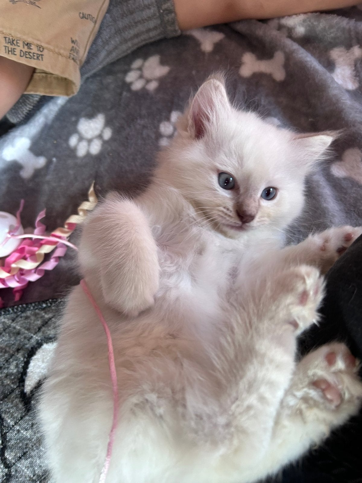 Ragdoll kittens met stamboom unieke kleuren, Dieren en Toebehoren, Katten en Kittens | Raskatten | Langhaar, Meerdere dieren, Gechipt
