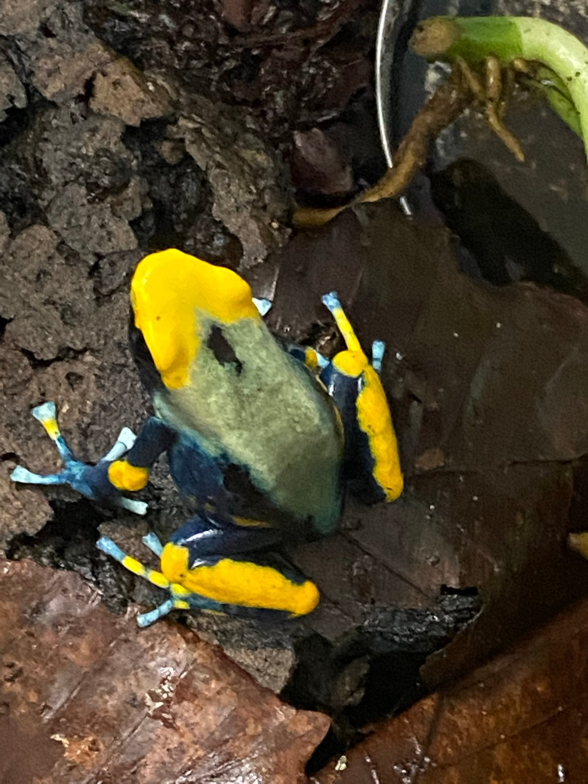Verschillende soorten gifkikkers Frog photo 5