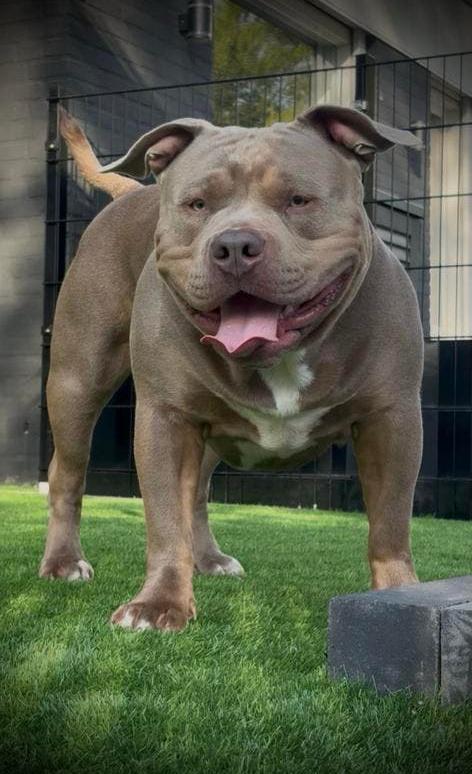 DEKREU AMERICAN BULLY XL, Dieren en Toebehoren, Honden | Dekreuen, Reu, Particulier, Eén hond, Nederland, 15 weken tot 1 jaar