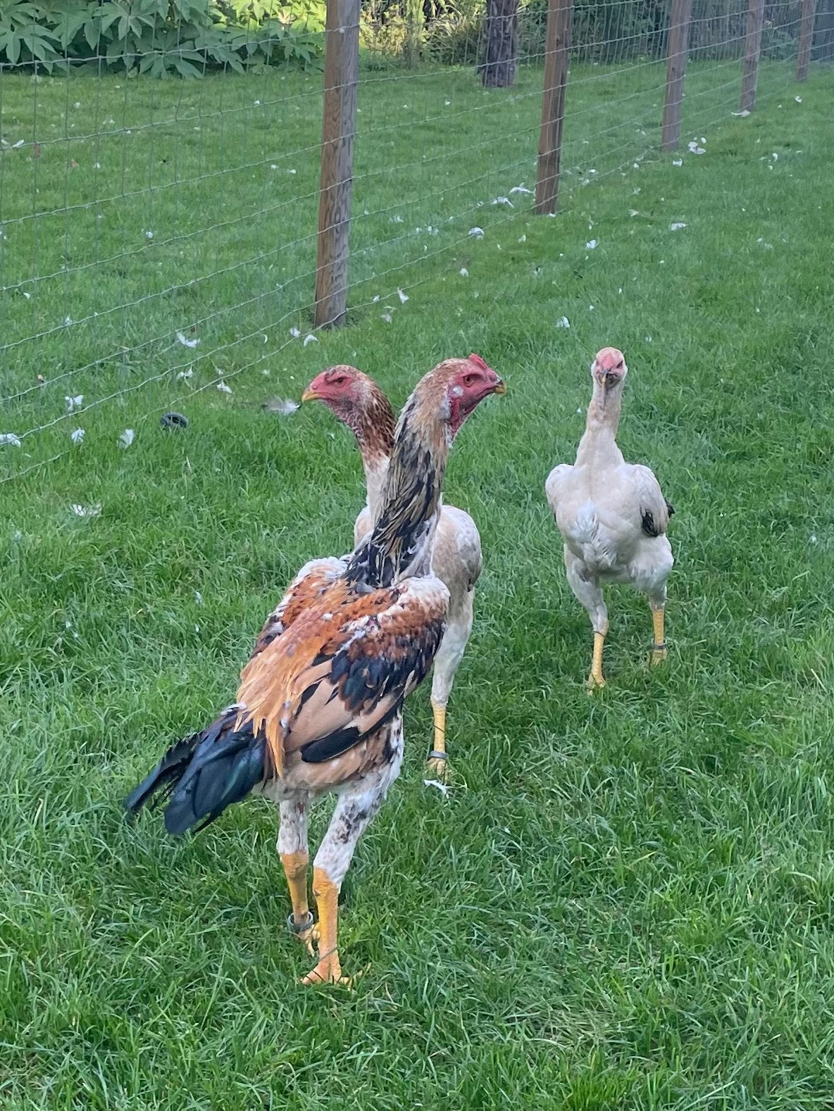 Mooi trio Shamo’s, Dieren en Toebehoren, Meerdere dieren, Kip