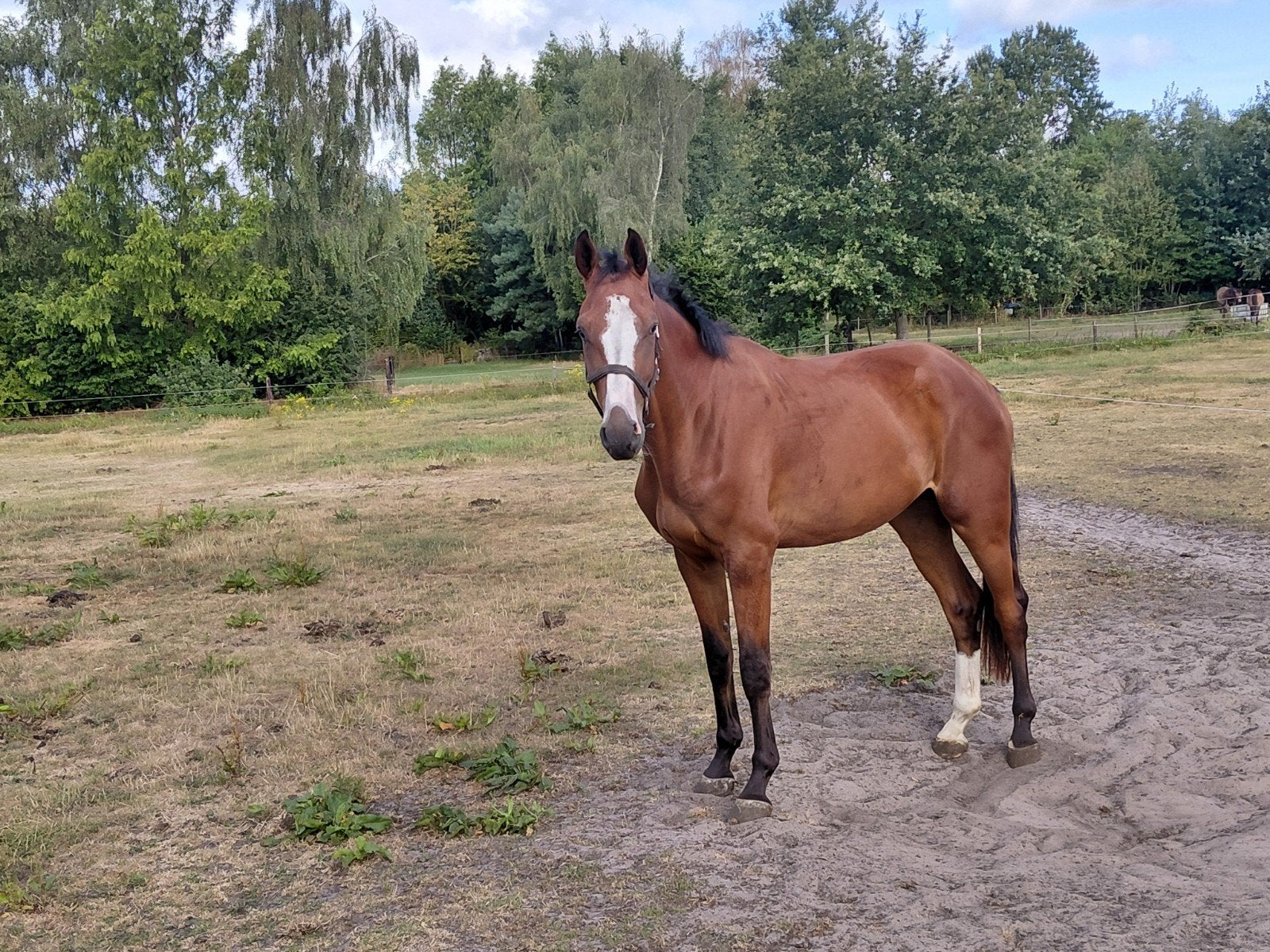 te super brave grote ruin, Dieren en Toebehoren, Springpaard, 175 cm of meer, Ruin, Zadelmak