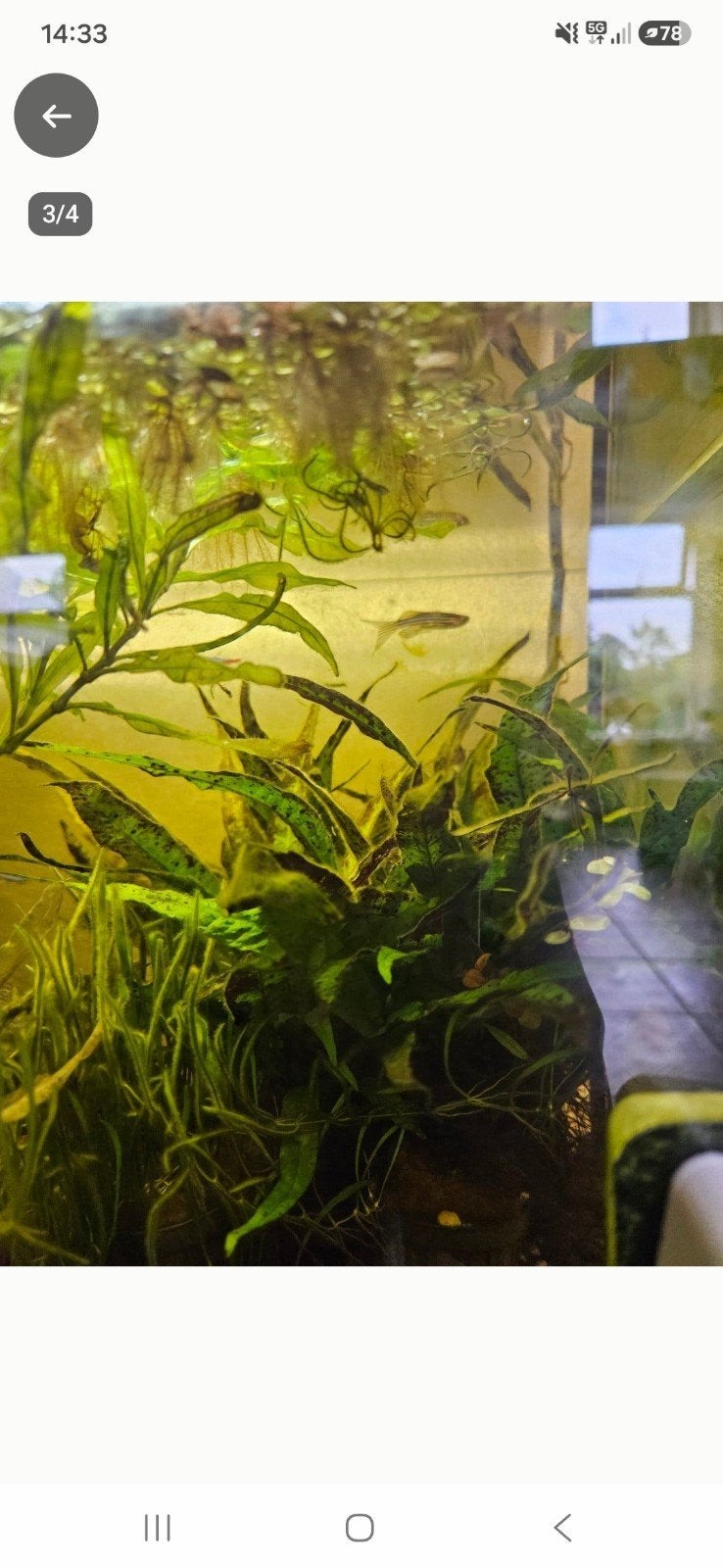 Twee zebra danio's, drie slangenvisjes en onbekend aantal ga, Dieren en Toebehoren, Vis, Zoetwatervis, Schoolvis