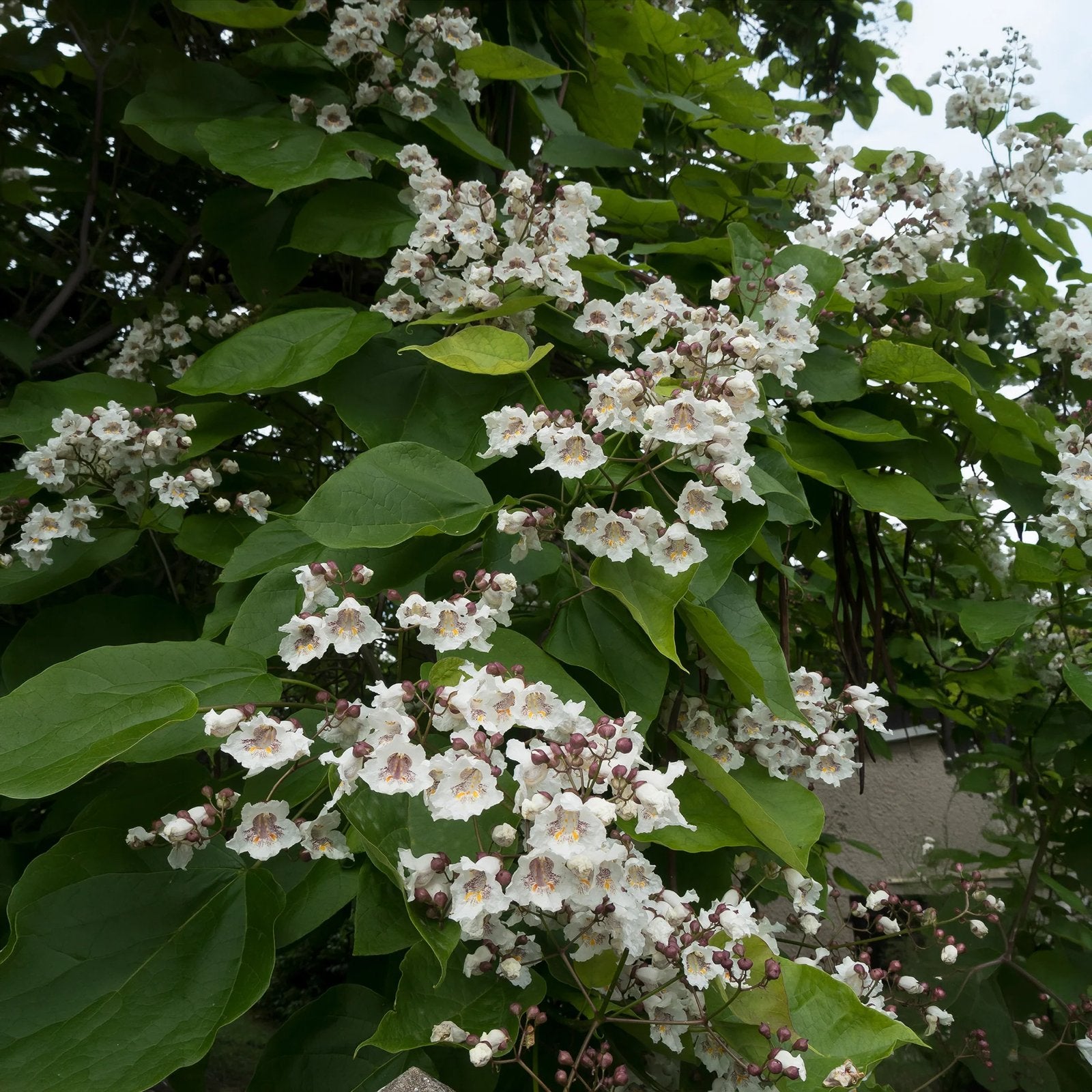 Trompetboom Catalpa bignoniodes, Ophalen, Overige soorten, 100 tot 250 cm