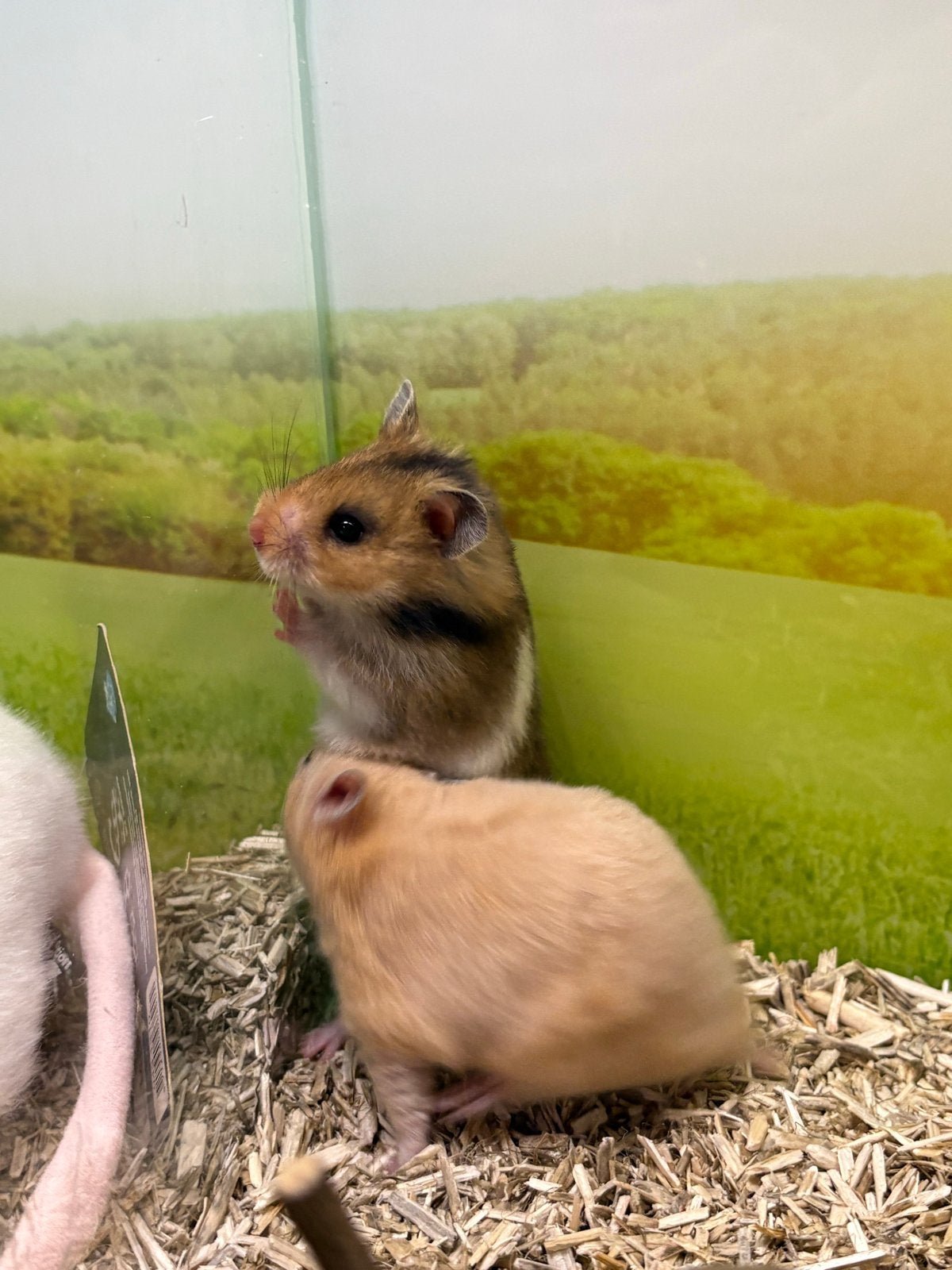 Jonge hamster vrouwen, Dieren en Toebehoren, Augustus, Vrouwelijk, Hamster