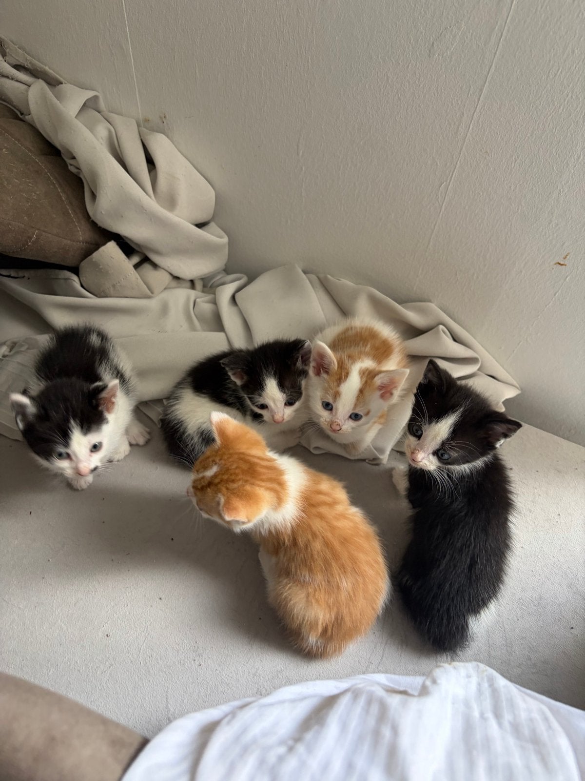 Kittens for sale