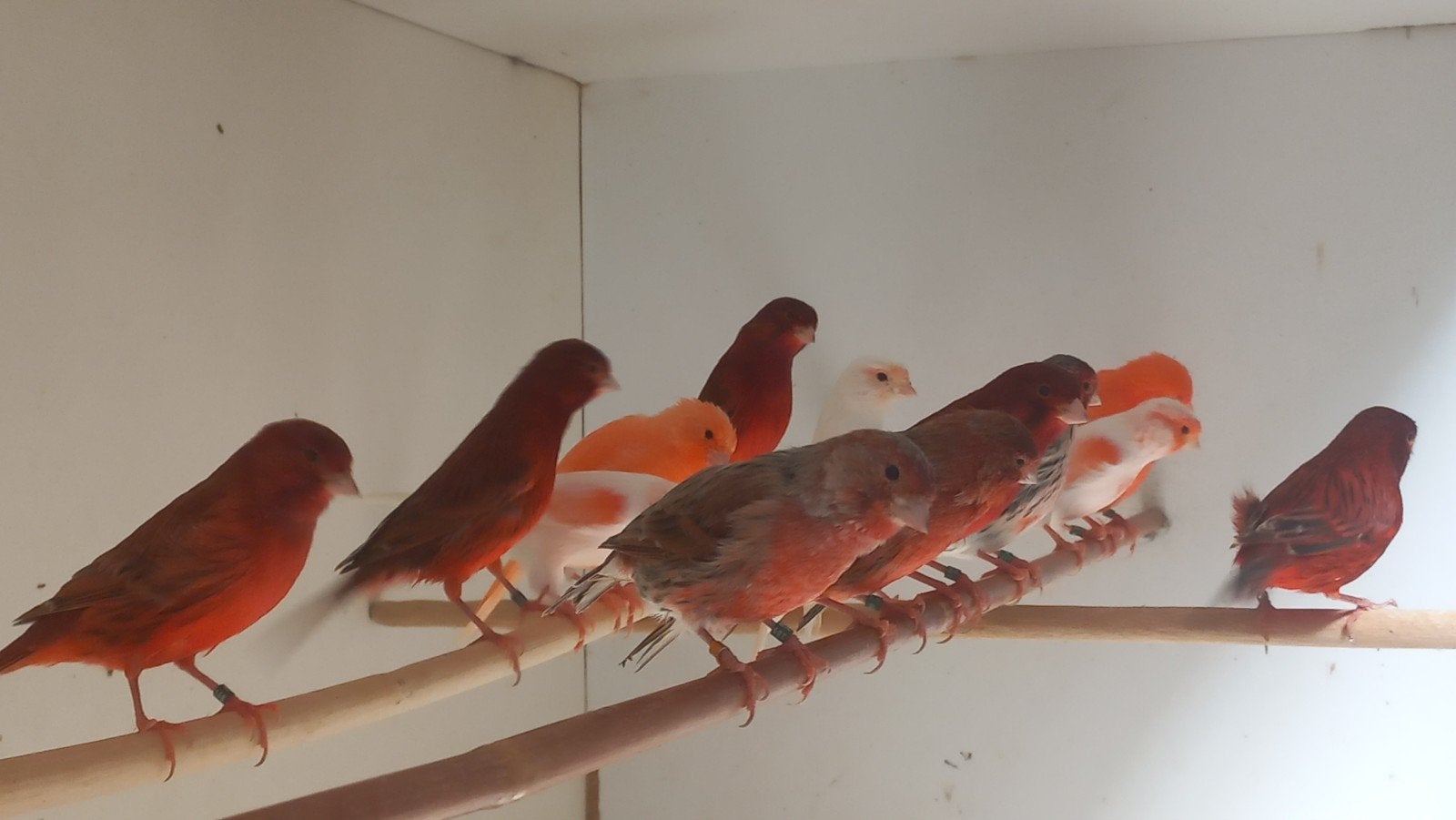 rode kanarie te, Meerdere dieren, Kleurkanarie