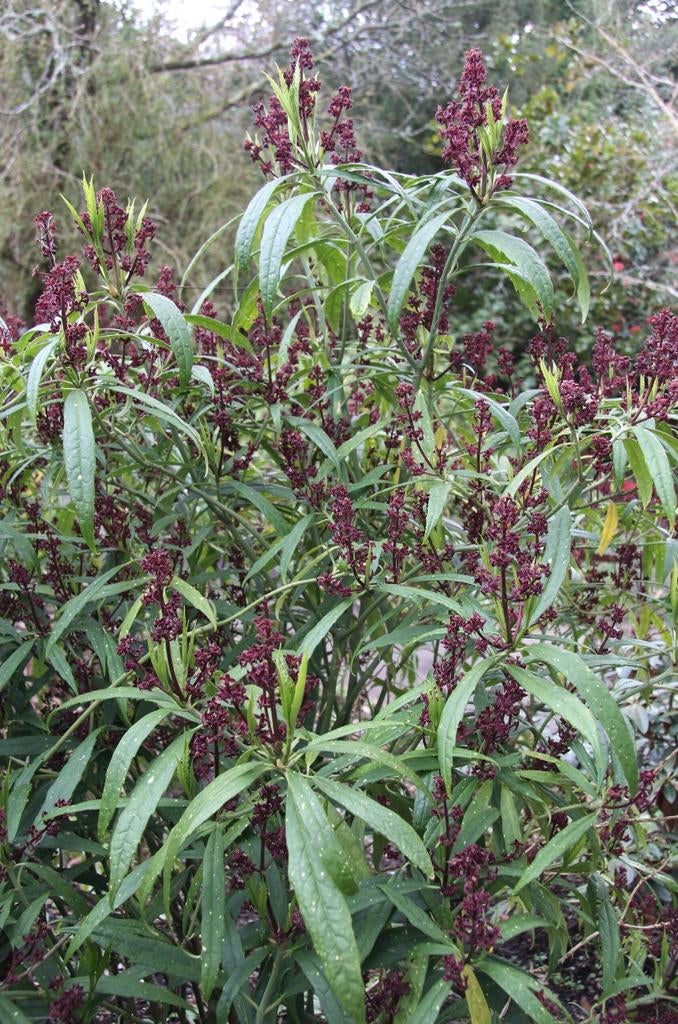 GEZOCHT; Aucuba himalaica var. dolichophylla, Tuin en Terras, Ophalen of Verzenden, Overige soorten, Volle zon