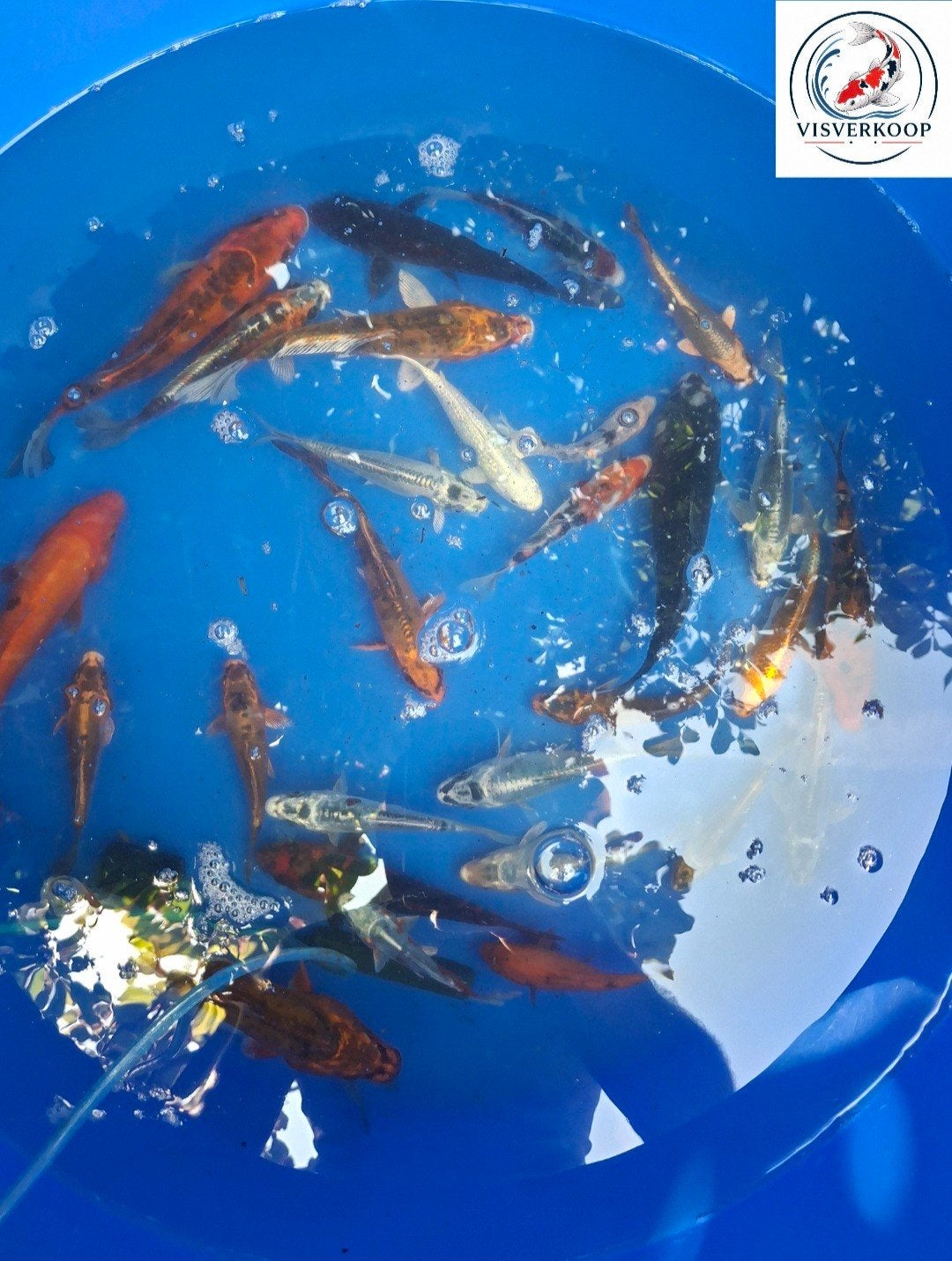 Koi Mix., Karper of Koi