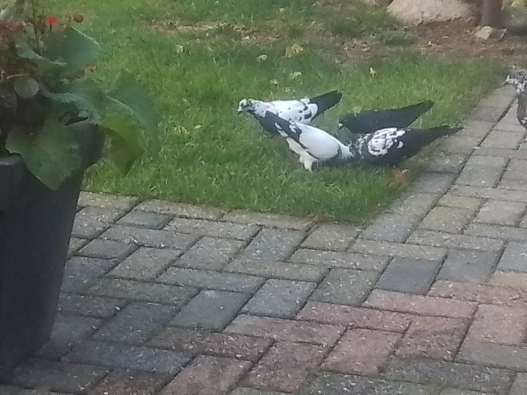 HOOGVLIEGERS  4 STUKS, Dieren en Toebehoren, Vogels | Duiven, Meerdere dieren, Postduif