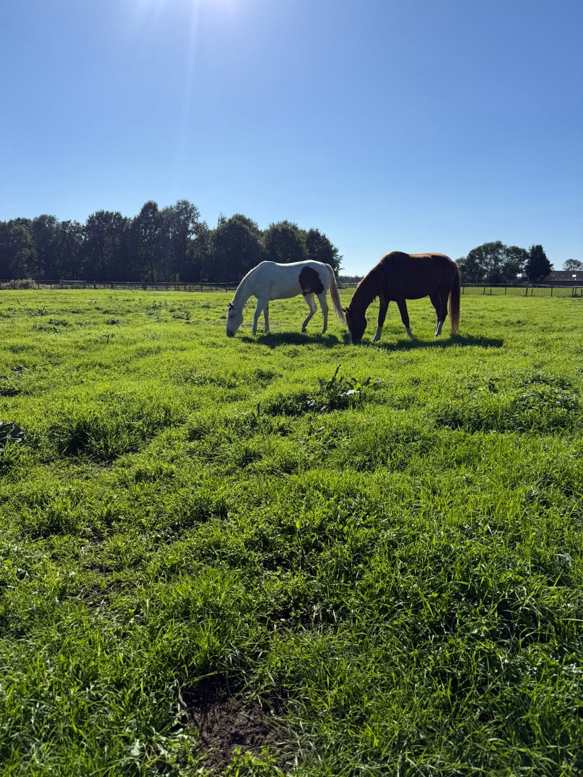 Heerlijk buitenplekje!, Dieren en Toebehoren, Stalling, 2 of 3 paarden of pony's