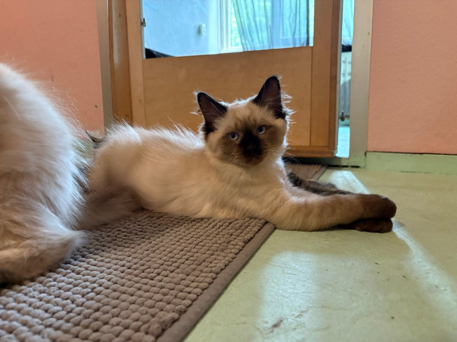 Ragdoll kittens., Dieren en Toebehoren, Meerdere dieren, Ontwormd, 0 tot 2 jaar