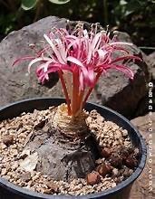 Caudex Ammocharis Tinneana van oorsprong Botswana Pot 13cm, Overige soorten, Ophalen of Verzenden, In pot, Minder dan 100 cm