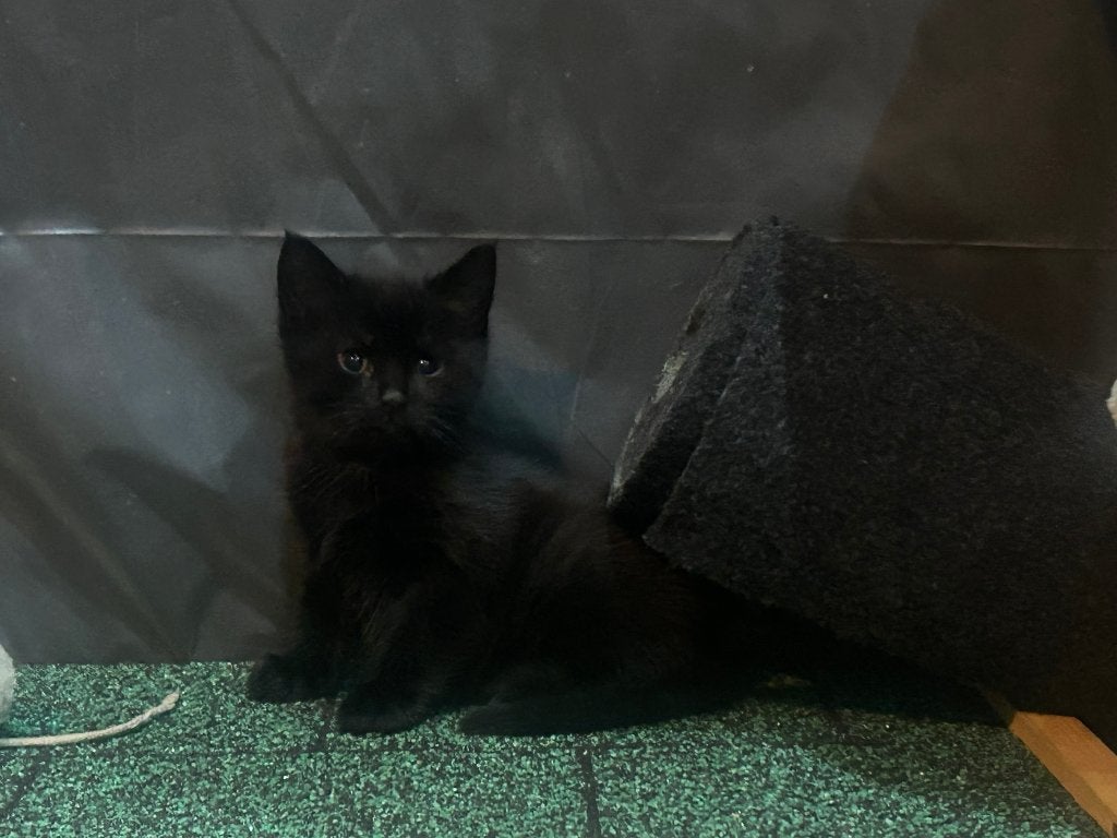 kittens te koop, Dieren en Toebehoren, Katten en Kittens | Overige Katten, Meerdere dieren