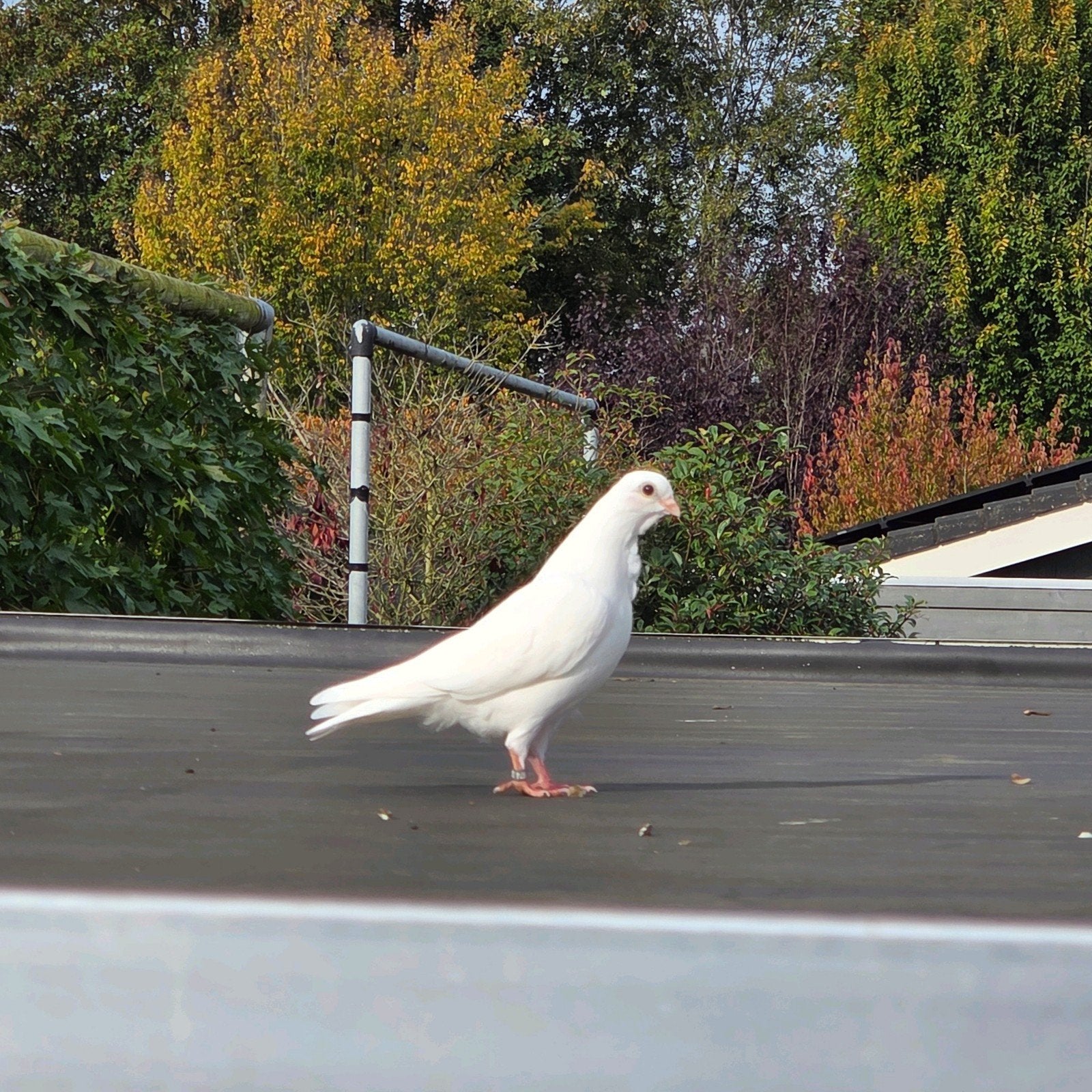 witte figurita duifjes, Dieren en Toebehoren, Meerdere dieren, Overige soorten