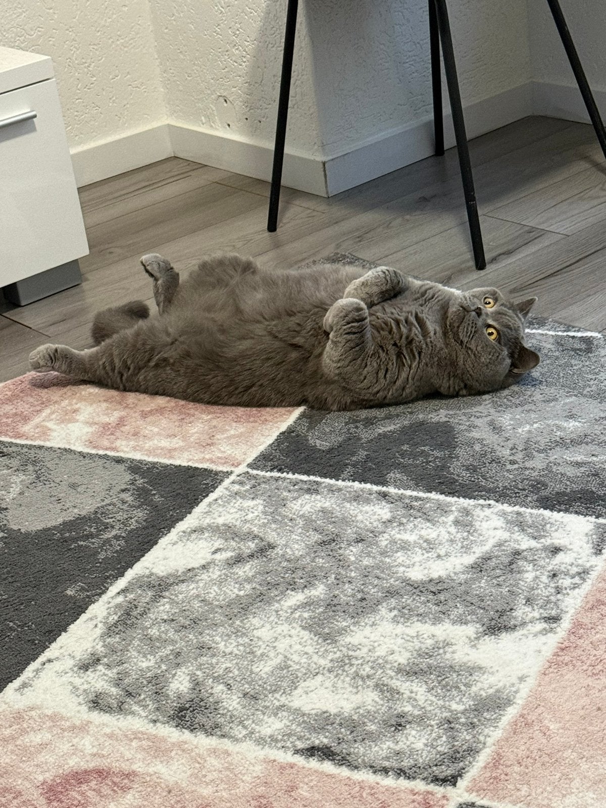 Britse korthaar poes, Dieren en Toebehoren, Poes