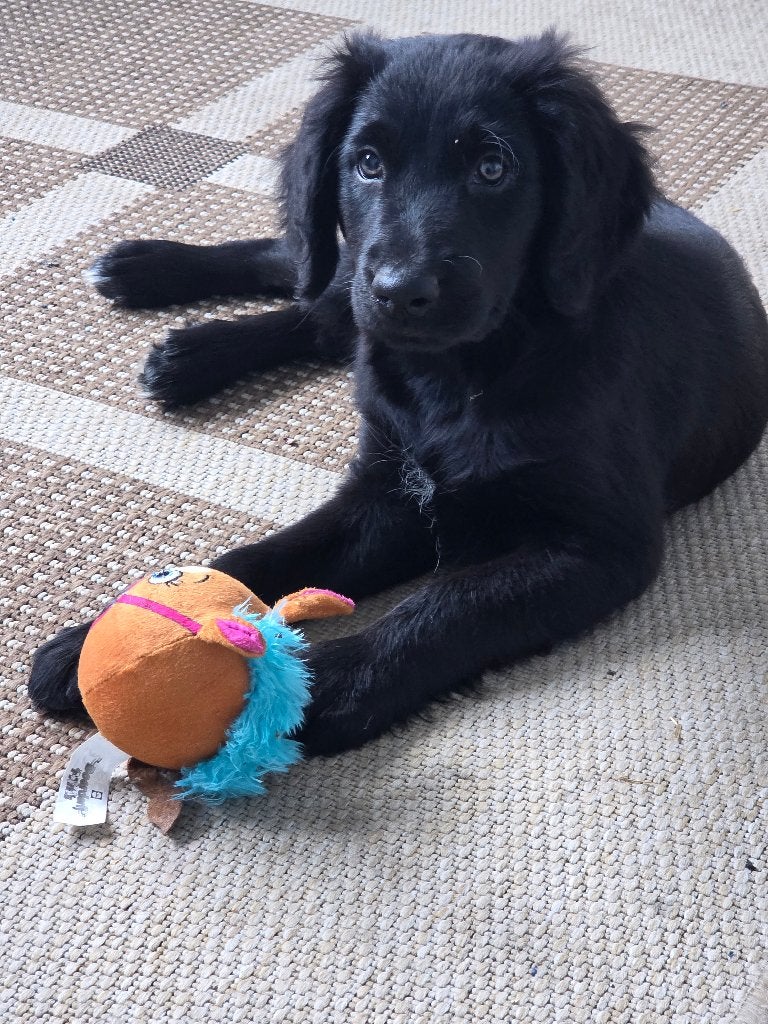 Mooi Firese Stabij X Goldendoole pup teefje, Dieren en Toebehoren, Parvo, 8 tot 15 weken, Meerdere, Meerdere dieren