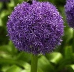 allium globemaster bollen, Ophalen of Verzenden, Najaar, Volle zon, Bloembol