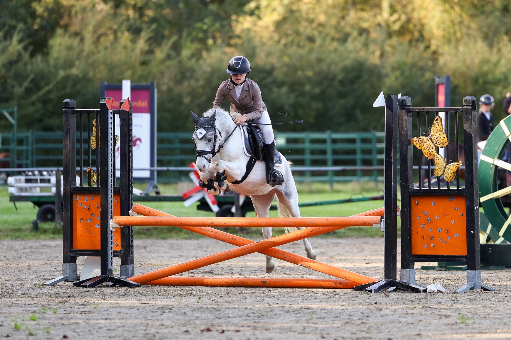 Bomproof beginners sportpony , M springen!, Gechipt, B, Ruin, Springpony