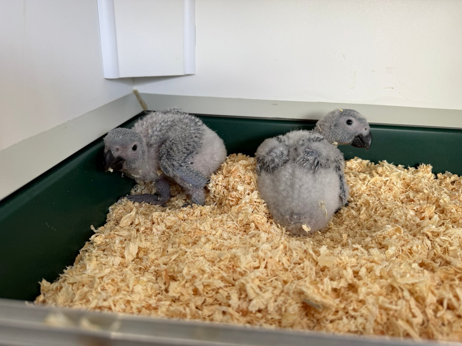 Baby grijze roodstaart papegaai, Geslacht onbekend, Papegaai