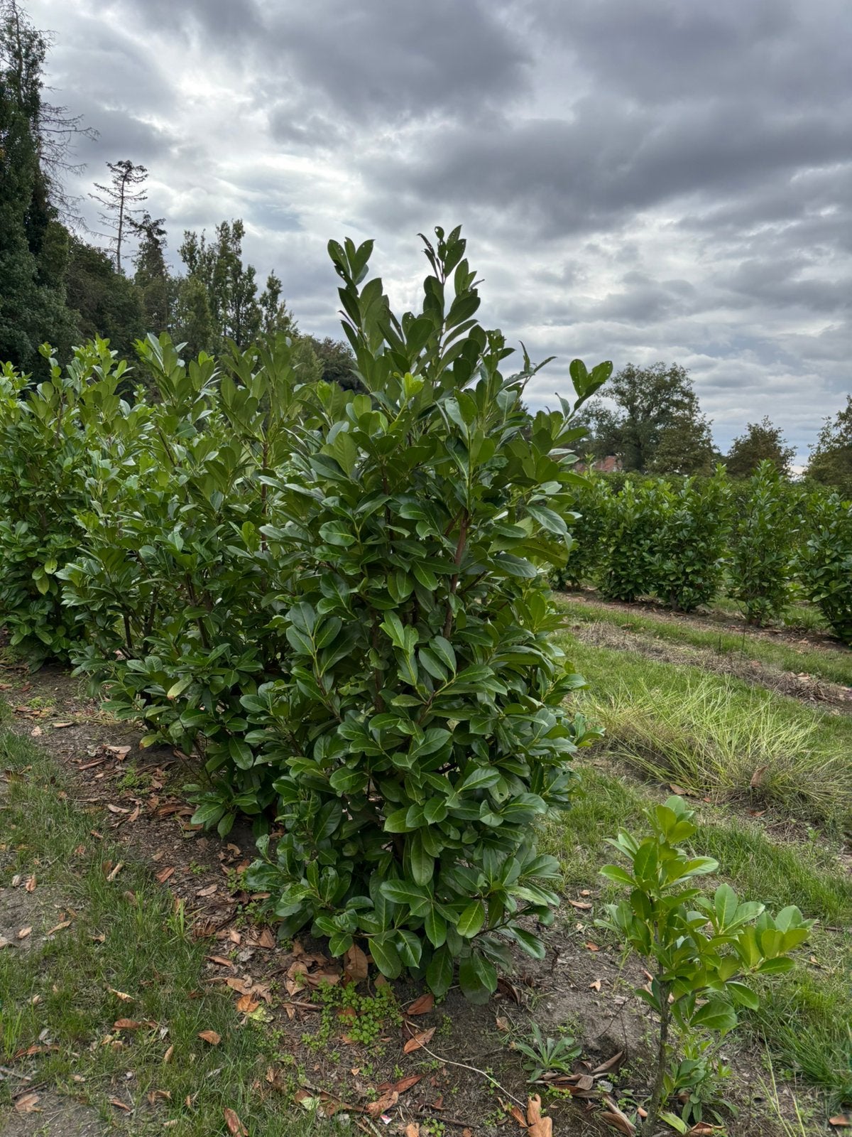 Laurier Rotundifolia, Ophalen, Laurier, 100 tot 250 cm