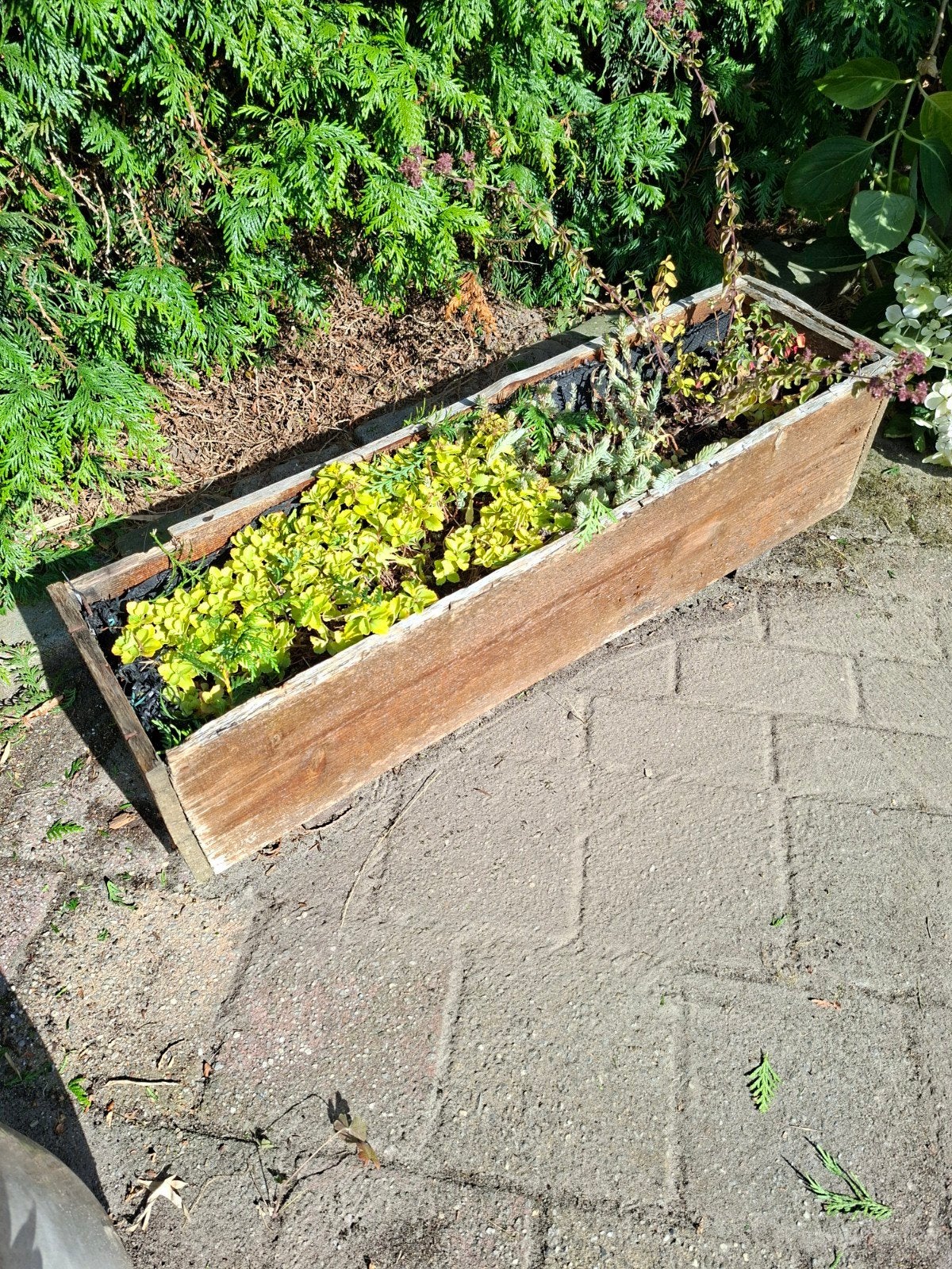 Plantenbak met plantjes ( o.a. sedum), Tuin en Terras, Bloembakken en Plantenbakken, Ophalen, Gebruikt, Rechthoekig, Hout